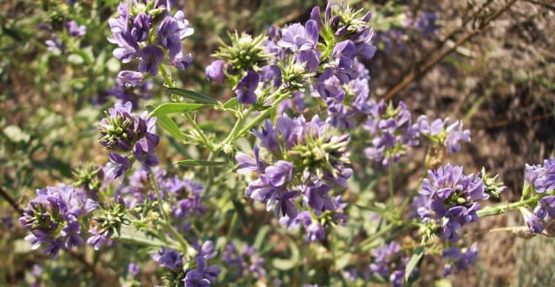 Alfalfa – Autotoxicity