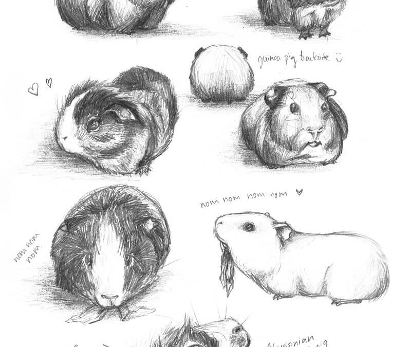 Drawing Guinea Pigs by “meh-anne”