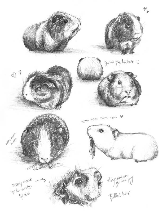 Guinea Pig Studies by meh anne