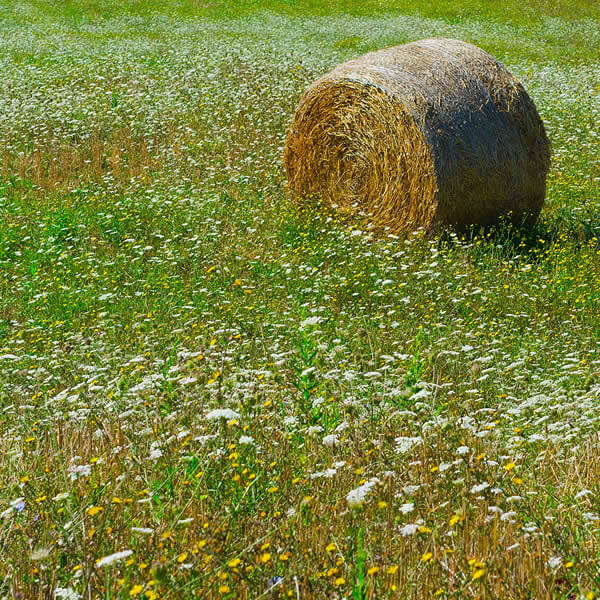 Alpine Hay