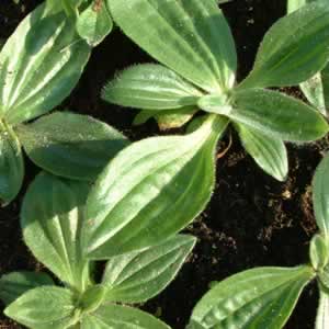 Broadleaf plantain growing in a tray