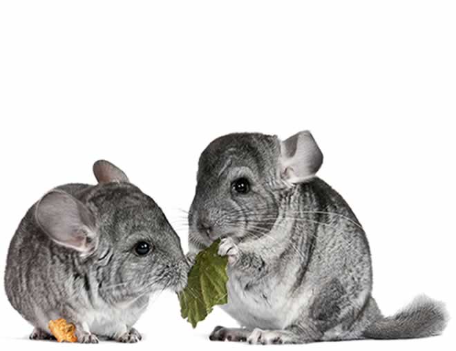 chinchillas-eating