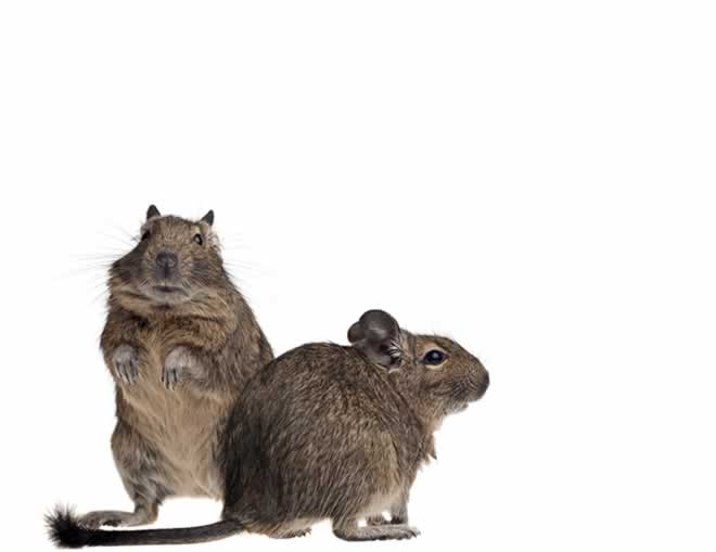 curious-degus