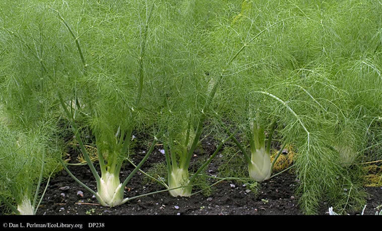 Killer Plants ~ Allelopathic