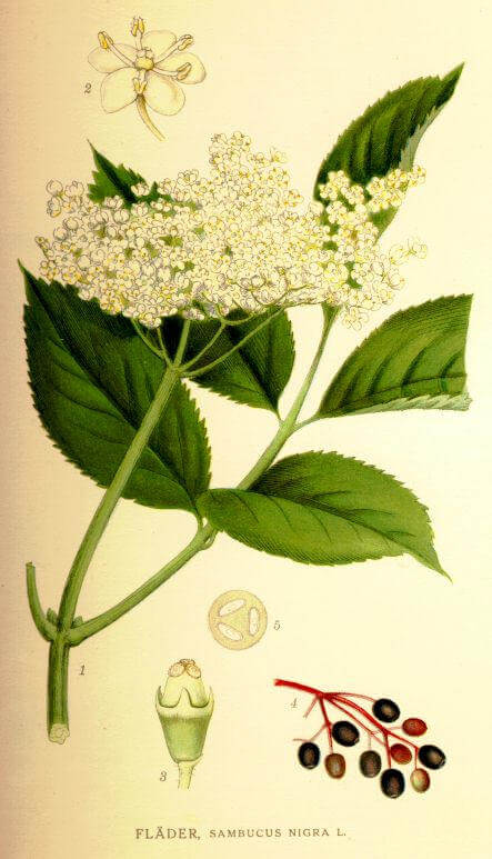 Elderflower - Sambucus nigra