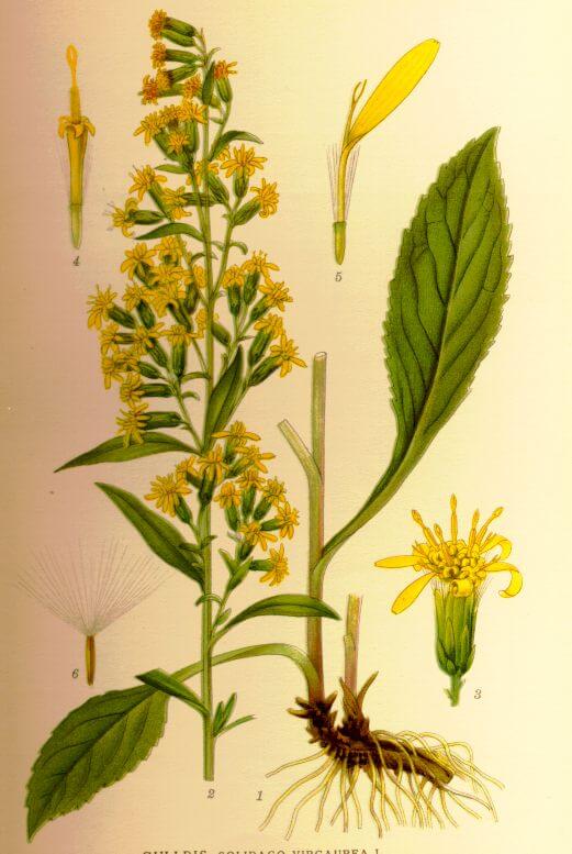 Golden Rod - Solidago virgaurae