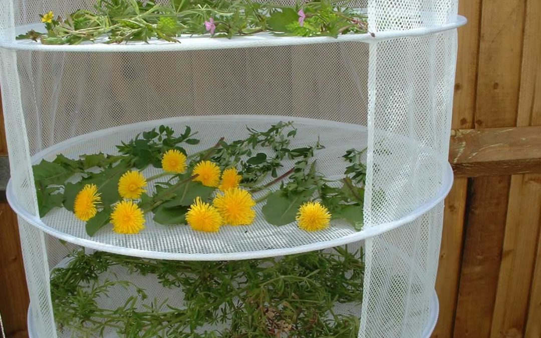 Herb Drying