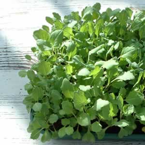 Tray-grown fodder kale