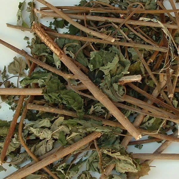 Long hazel twings with leaf