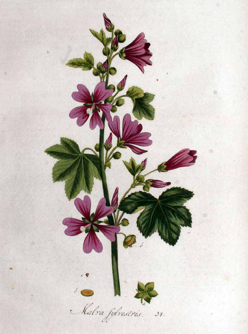 Mallow - Malva sylvestris