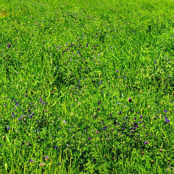 Galen's Garden's Meadow Mixes