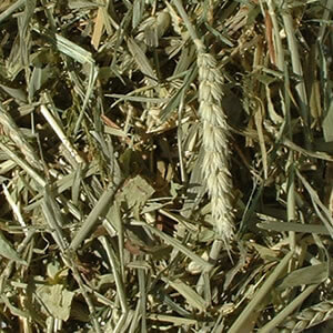 Mixed Cereal Grass Forage
