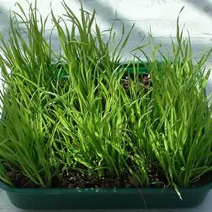 Orchard Grass tray grown