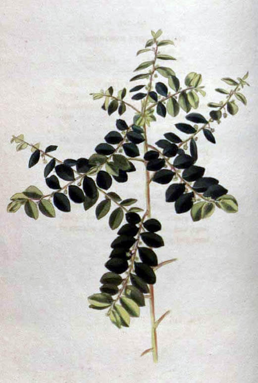 Phyllanthus niruri