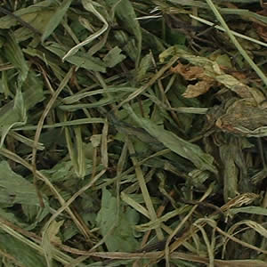 Premium Ribwort Plantain