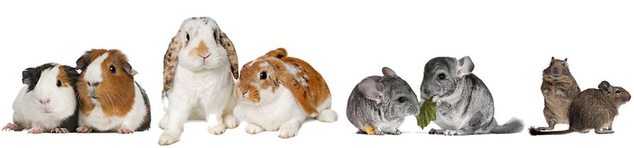 rabbits-guinea-pigs-chinchillas-degus