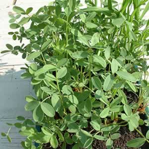 Sainfoin grown in a seed tray