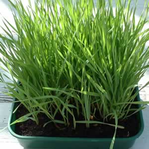 Growing Spelt Grass in trays