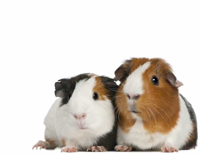 Tortoiseshell guinea pigs
