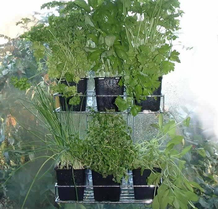 Living Herb Holder from a Bath Rack